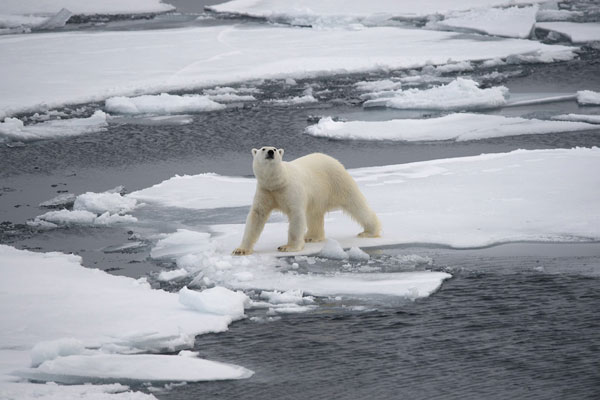 Eisbär auf Polareis. Foto von Markus Mauthe